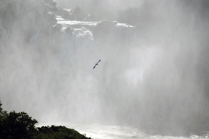 Bird soaring - Iguazu Falls      7 February 2009
