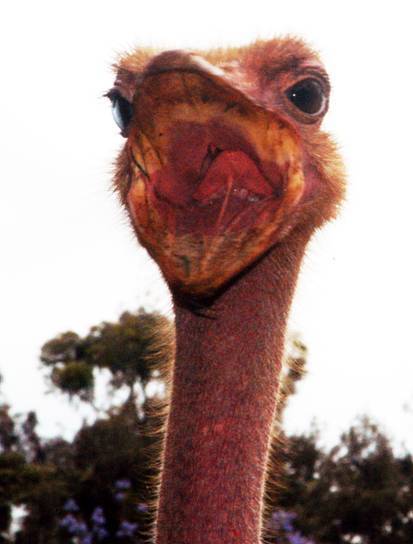 Ostrich photographed in Kenya by Orin Langelle